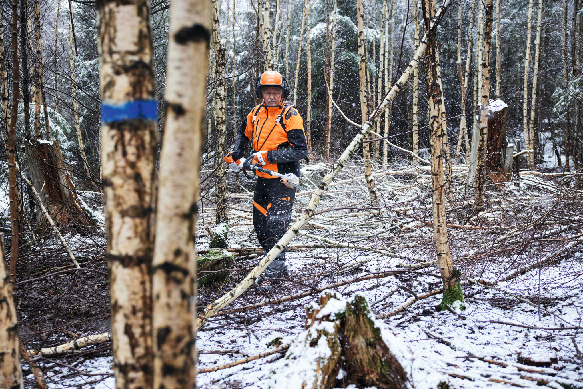 A man wearing protective equipment cutting a birch tree with a STIHL HTA 150 battery-powered pole pruner