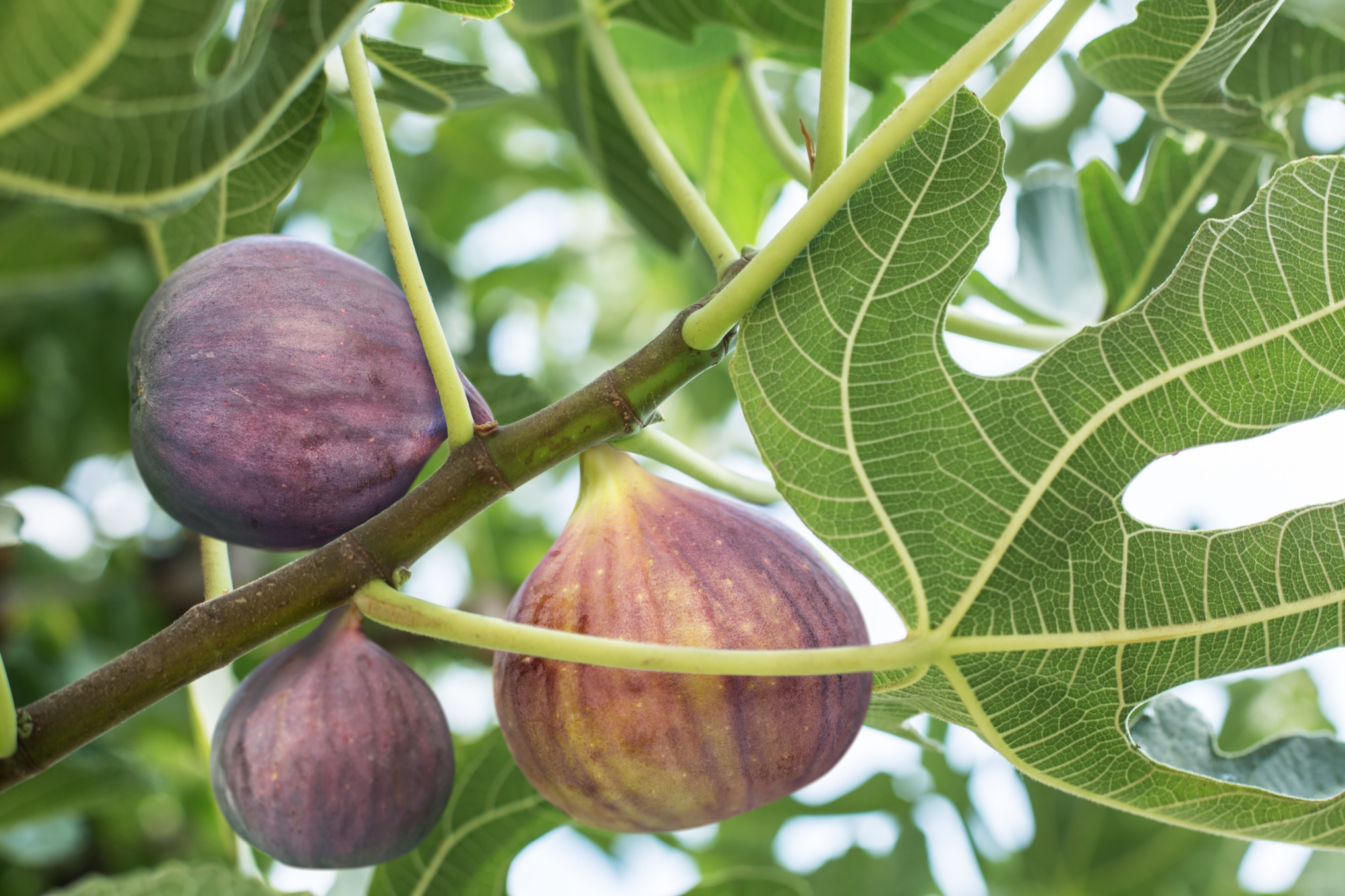Figs on a branch