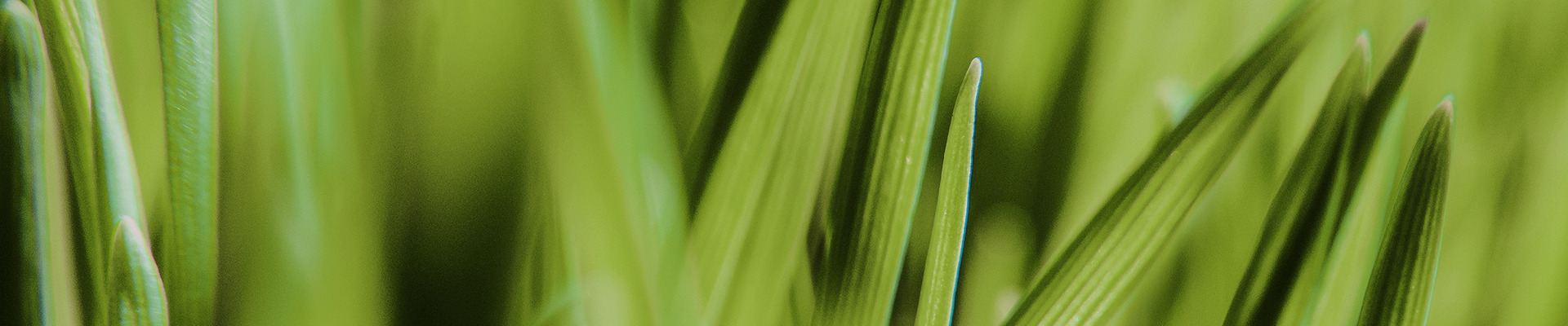 Brown leaves