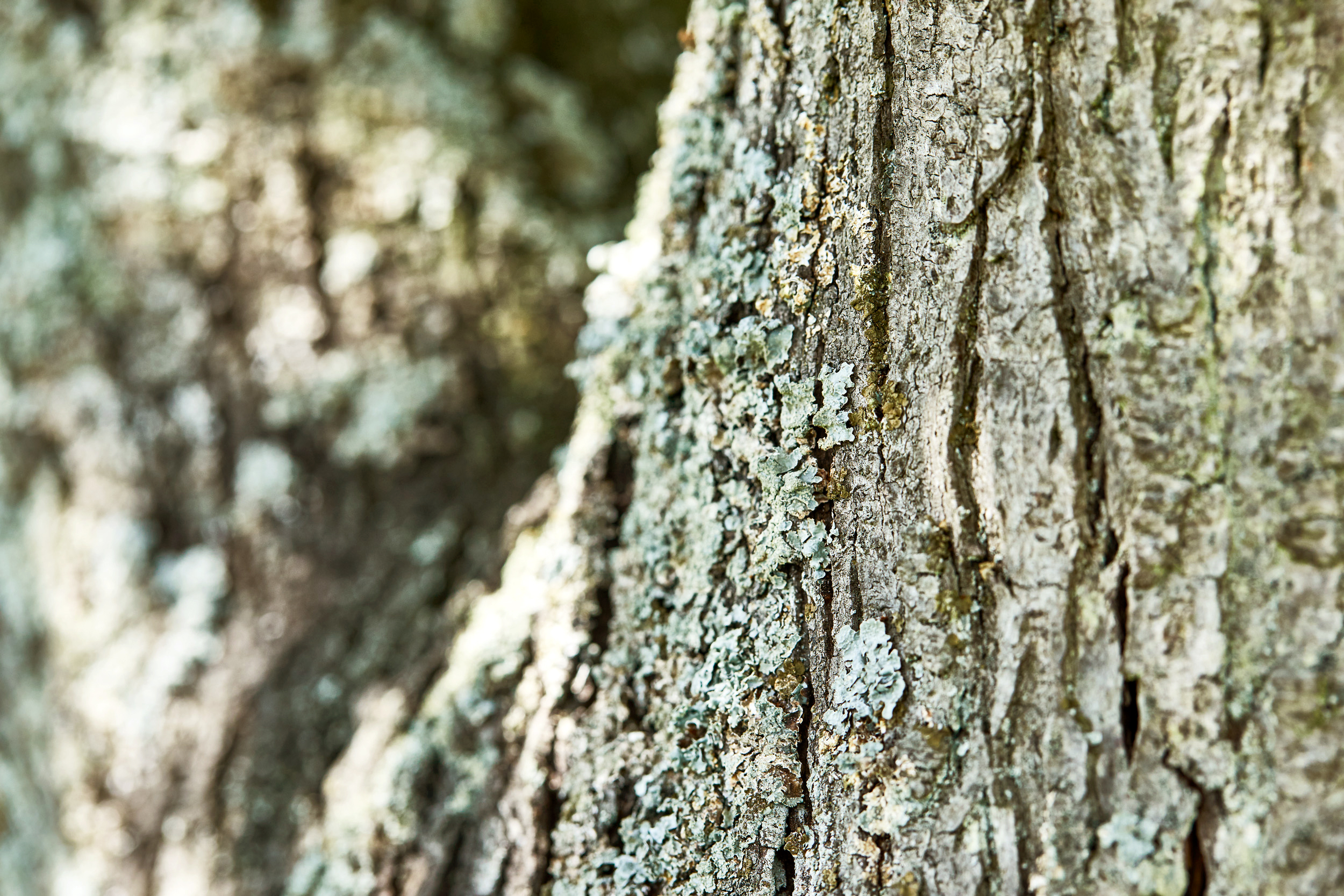 Close-up of tree bark with light lichen