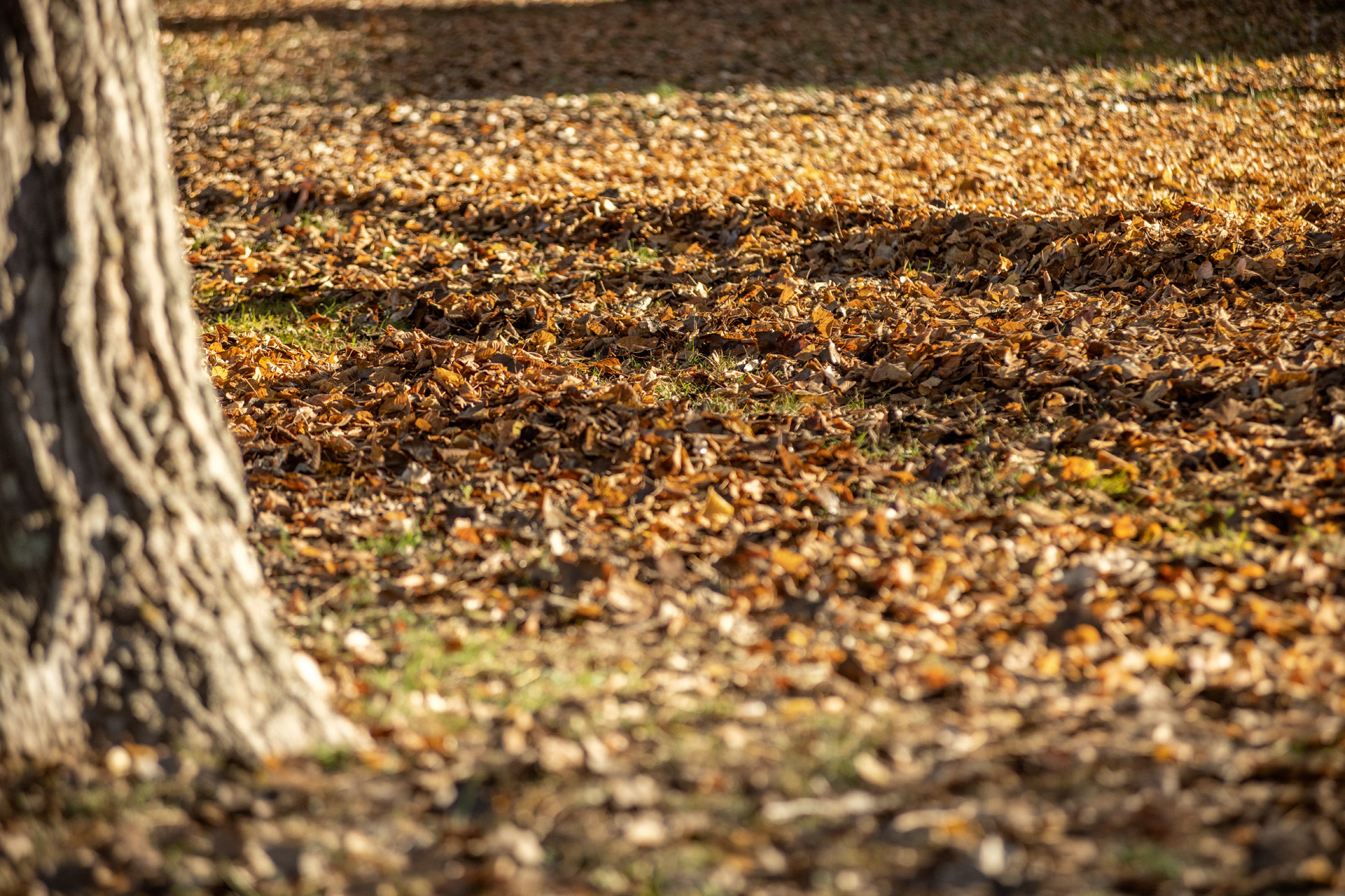 Dry autumn leaves on the ground