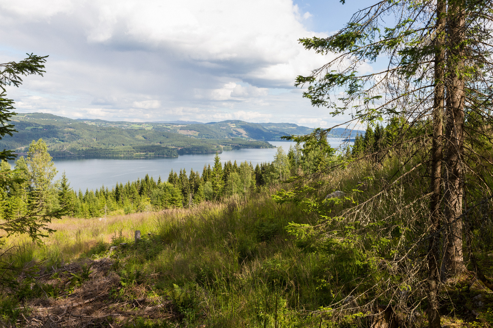 A wooded hillside with a lake in the background