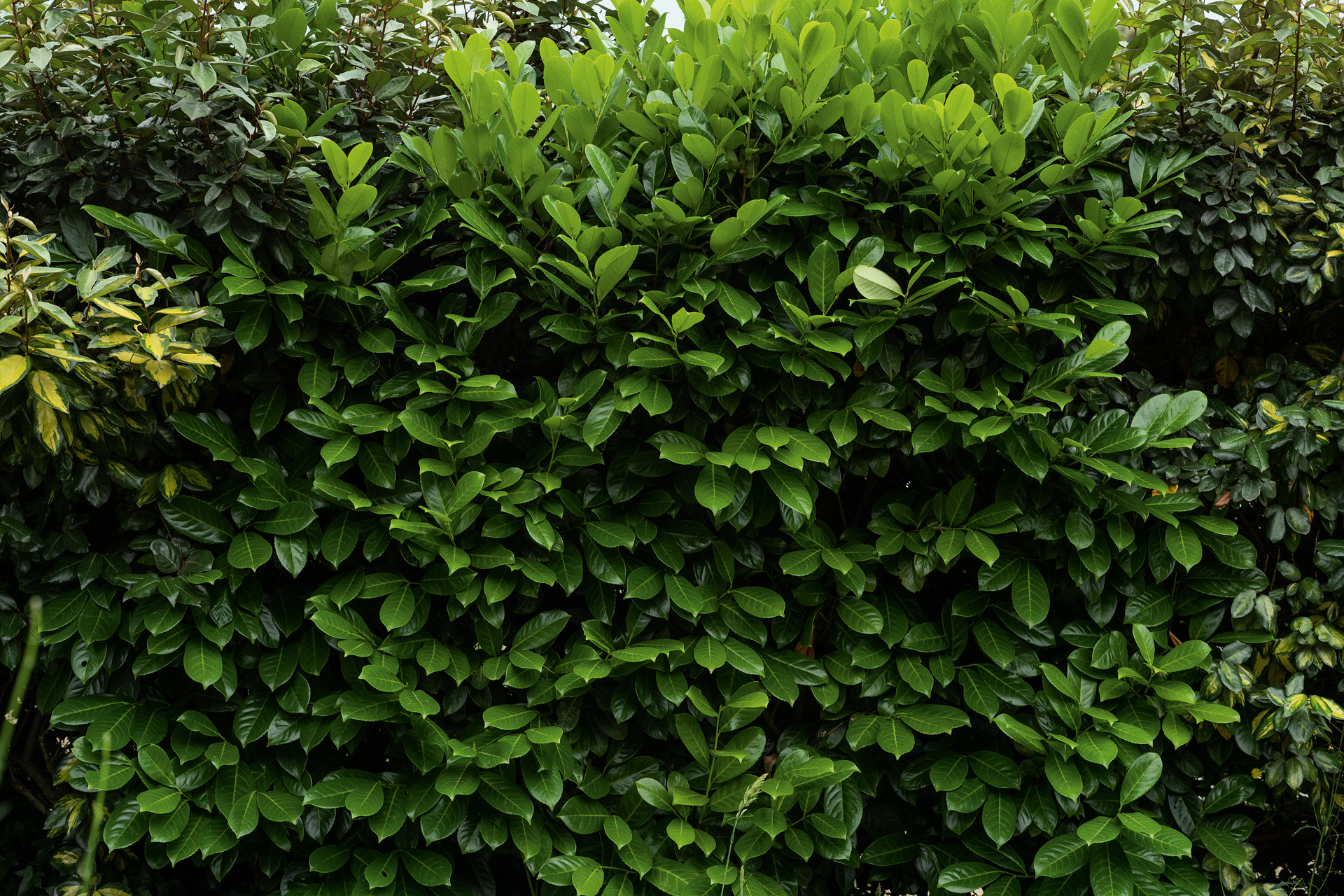 Dark green leaves of a cherry laurel hedge