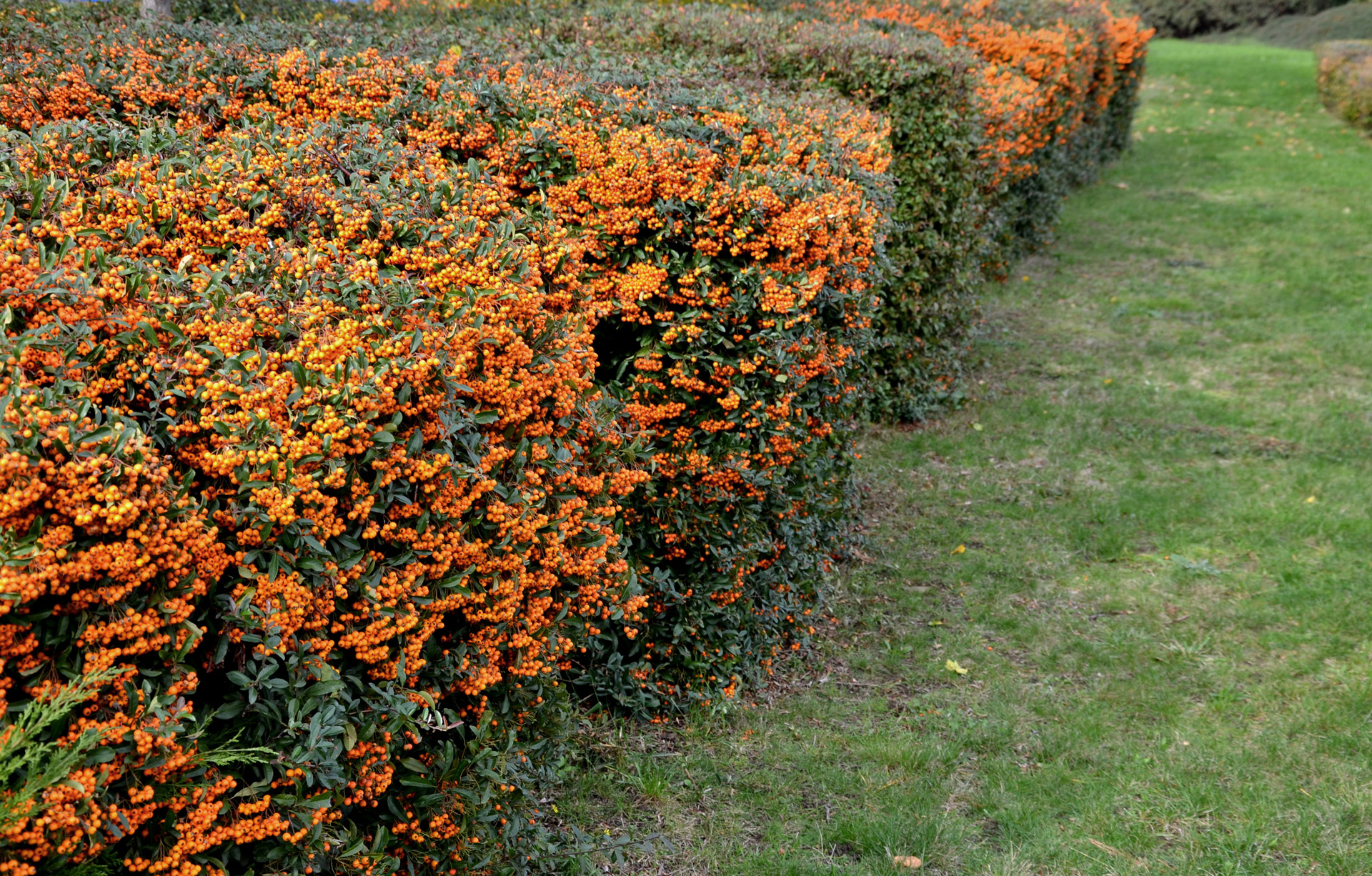 Flat, orange and green firethorn hedge