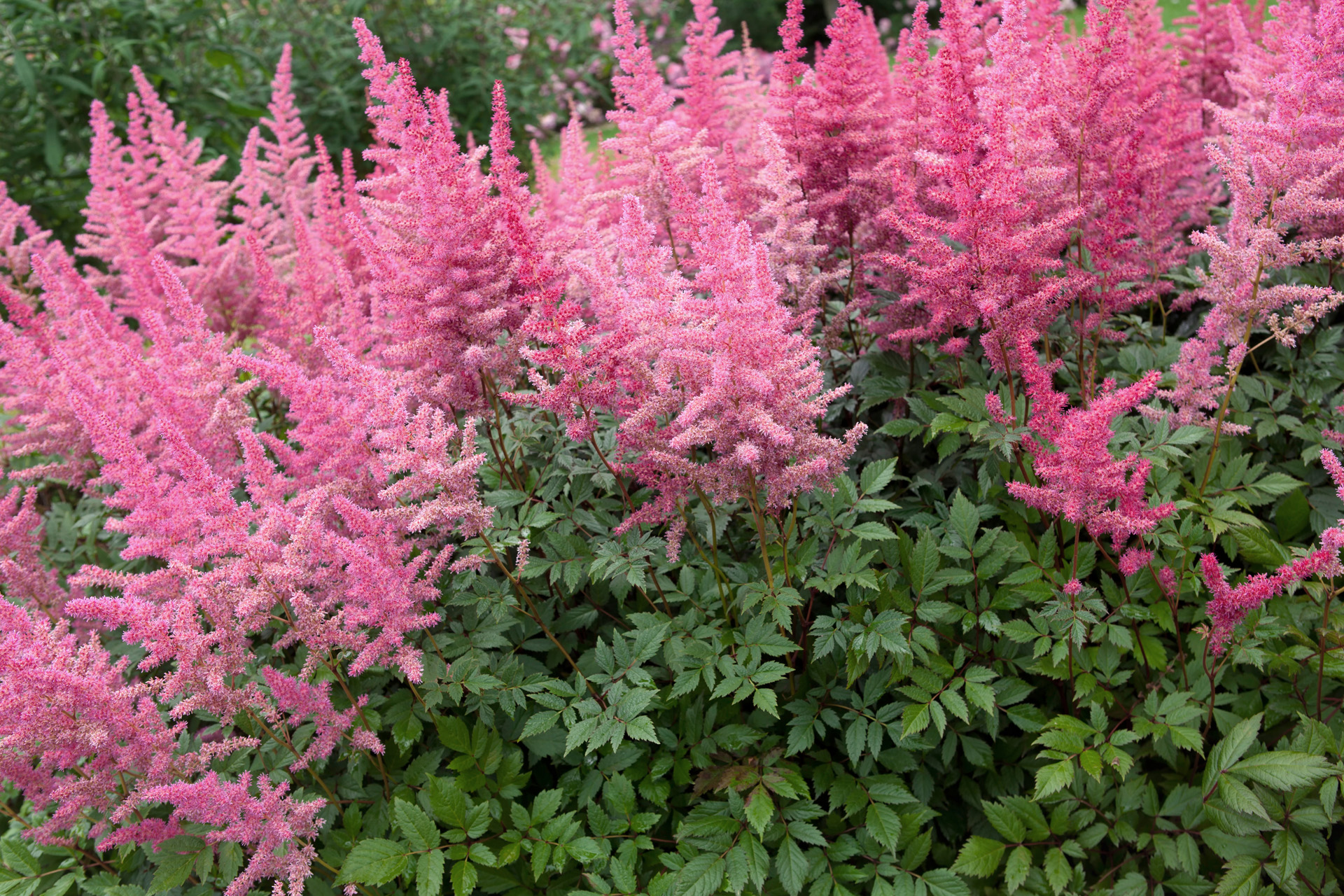 Pink blossoming astilbe