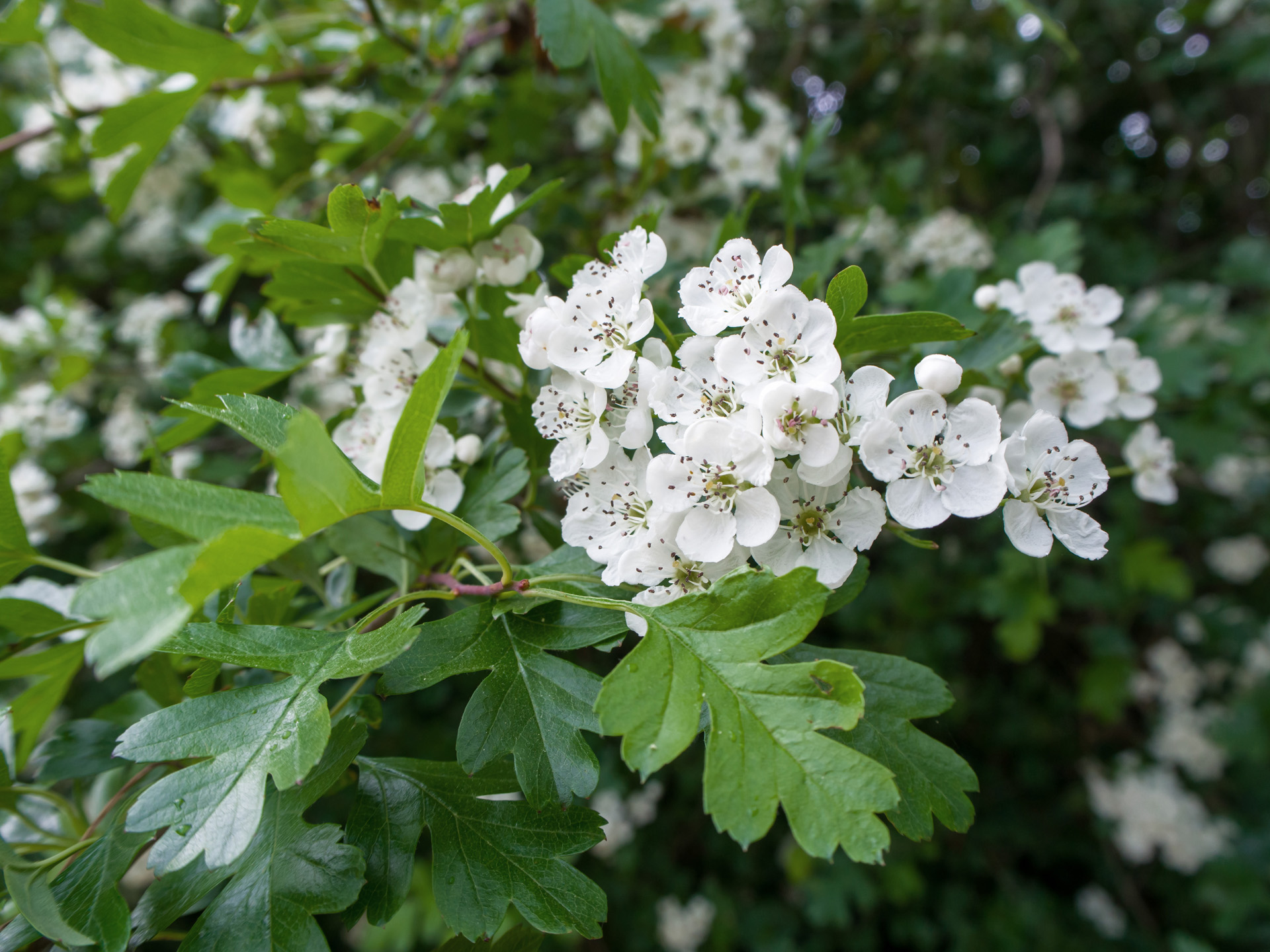 Close-up of white blossoms and green leaves of a hawthorn hedge