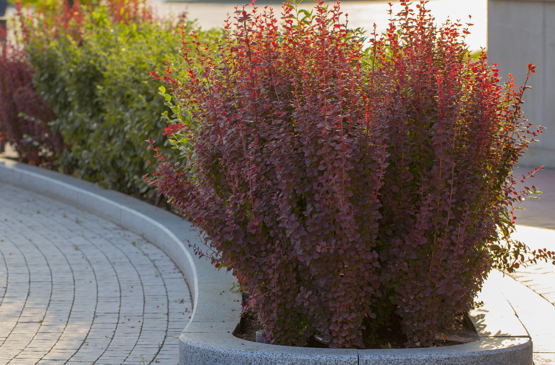 A red barberry bush in a bed border made from stone