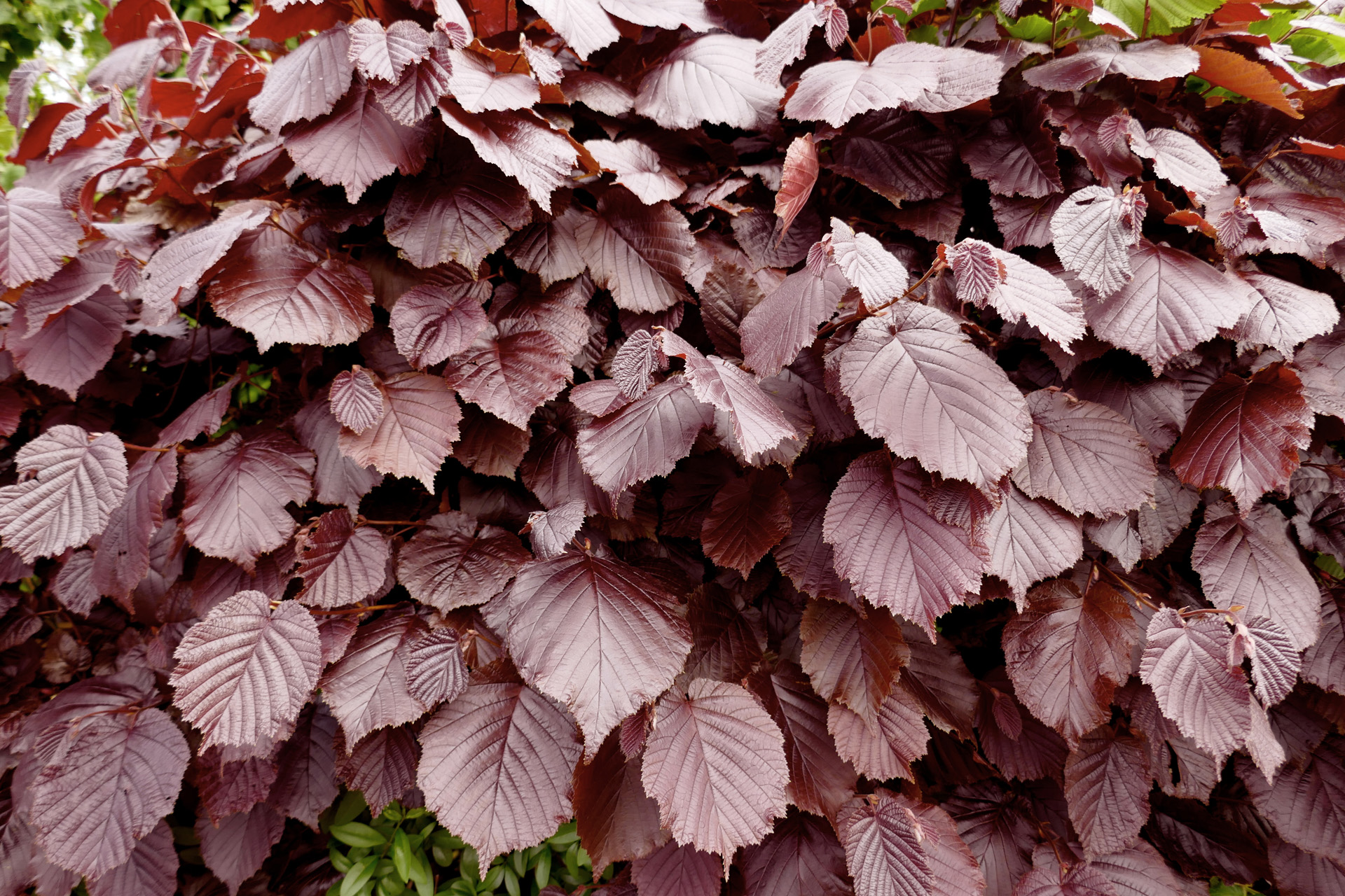 Red-brown leaves of a common beech