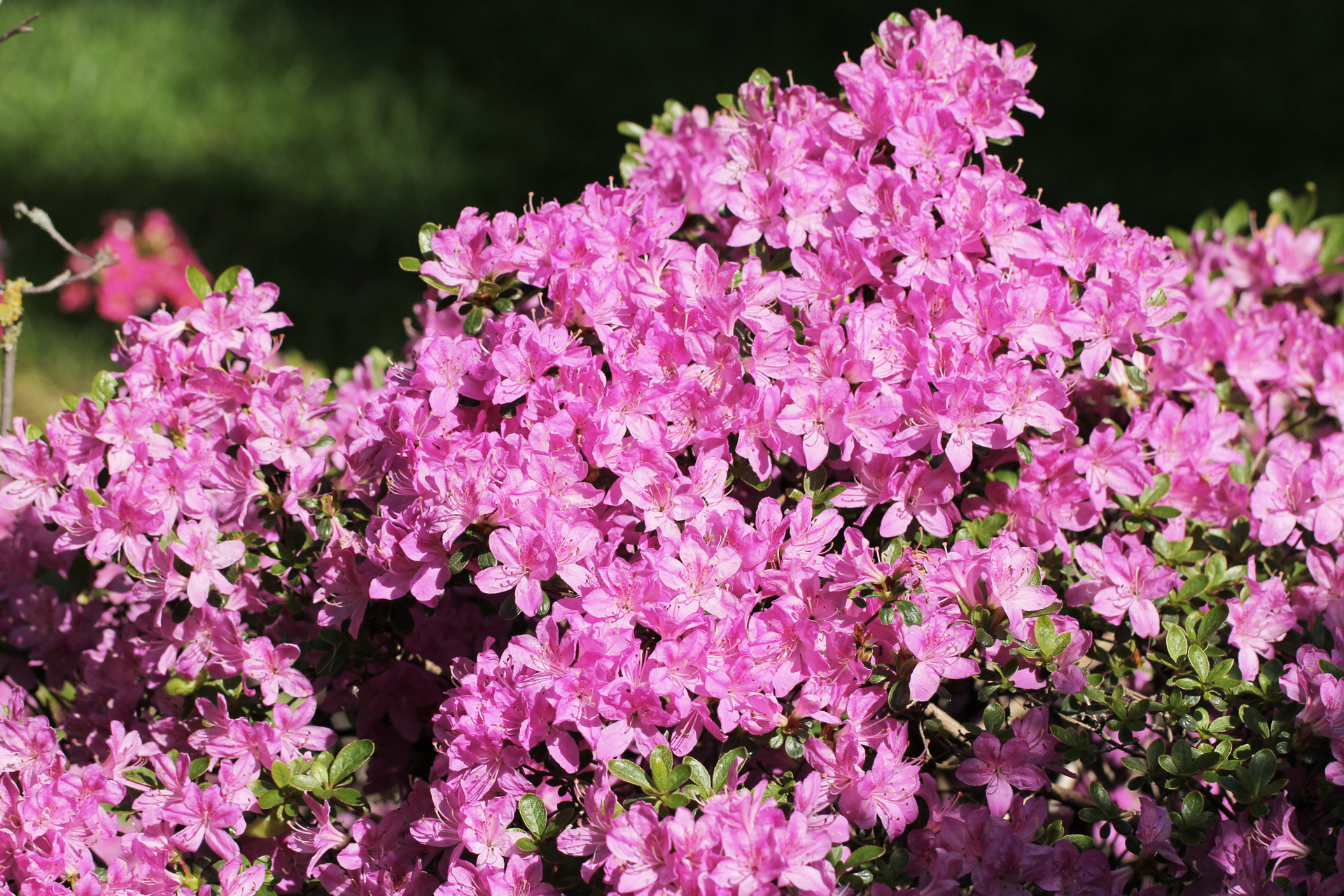 Close-up of the pink blossoms of an azalea