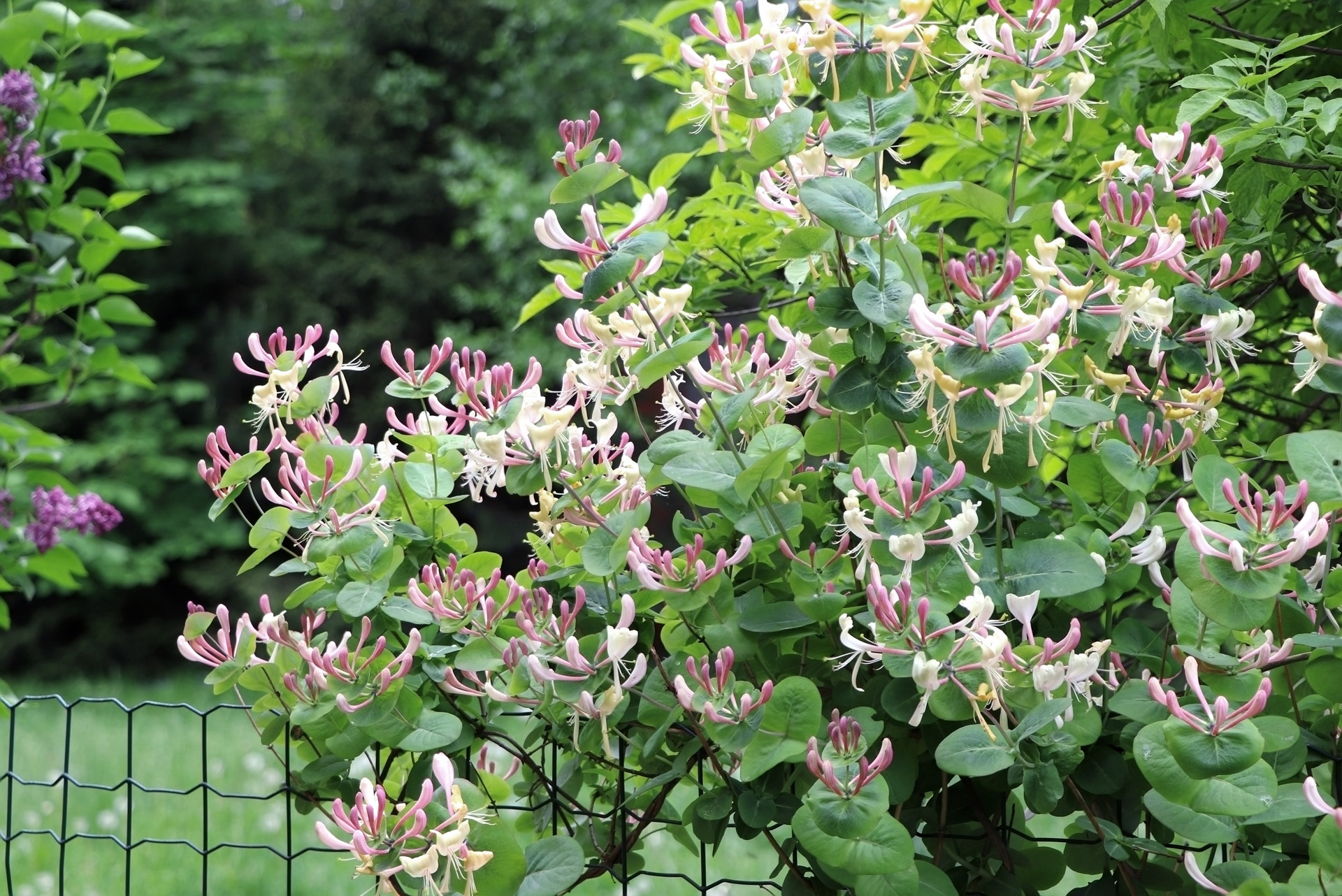 Blossoming honeysuckle bush