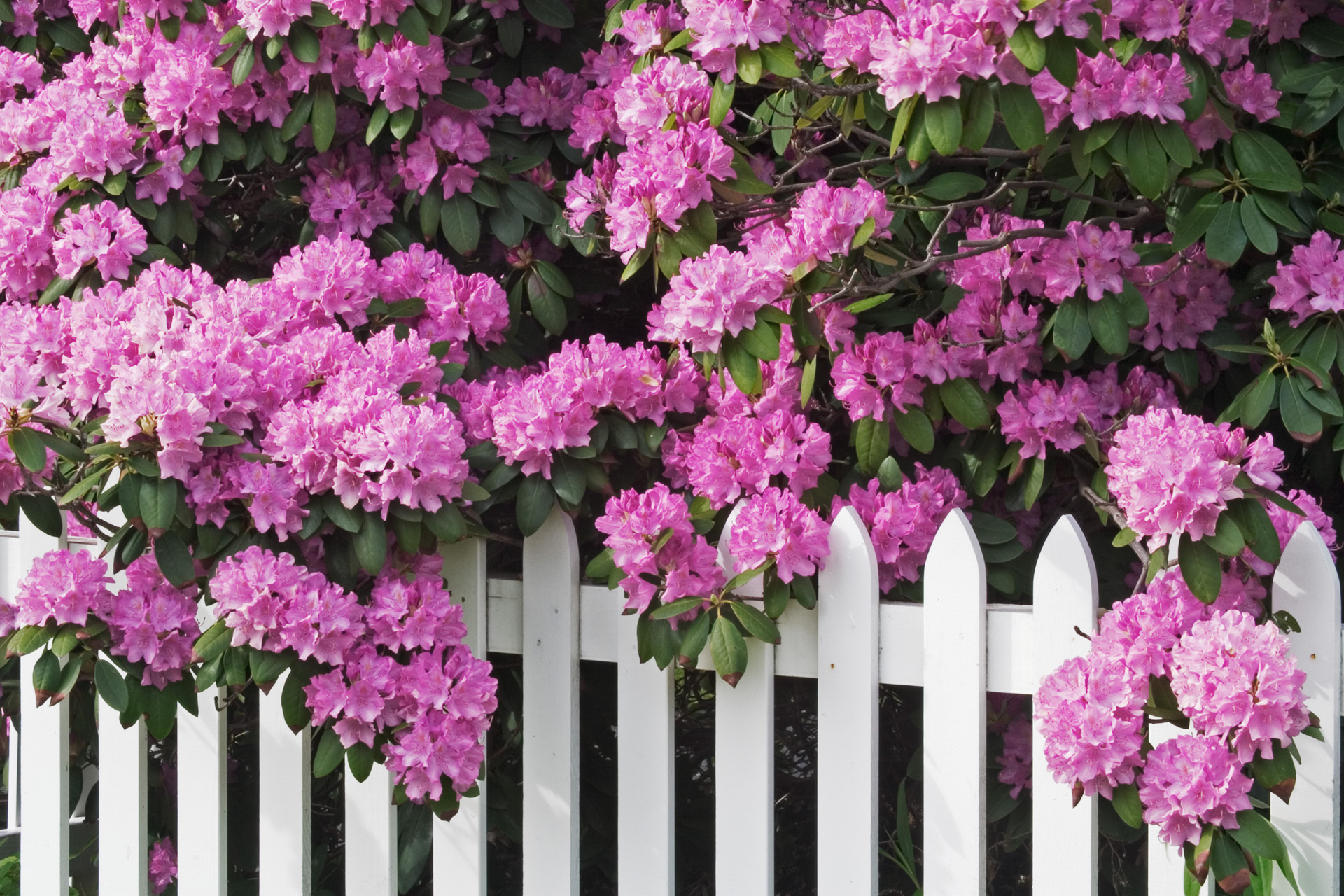 Vibrant pink blossoms on a rhododendron hedge above a white fence