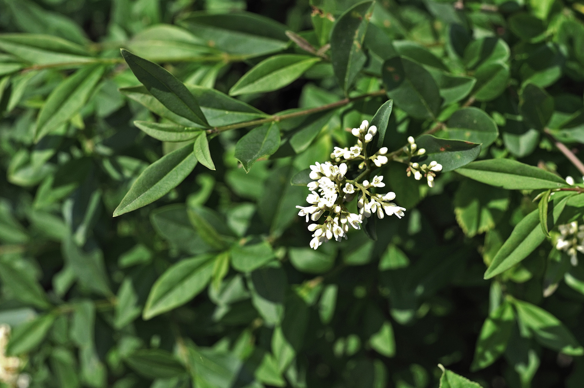 Close-up of white blossoms and green leaves of a privet hedge