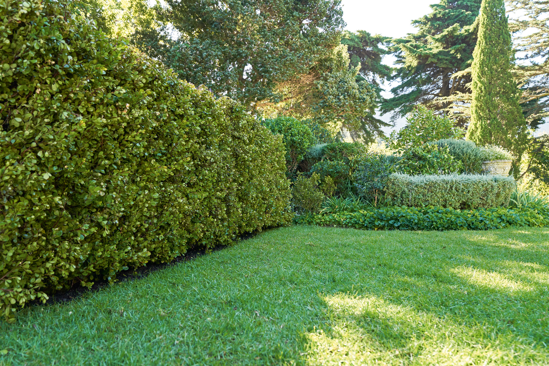 A strong, healthy garden hedge with lawn, trees in the background