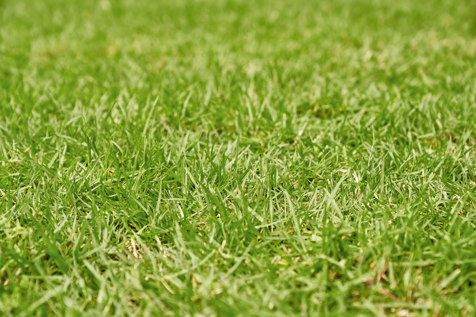 Close-up of green grass