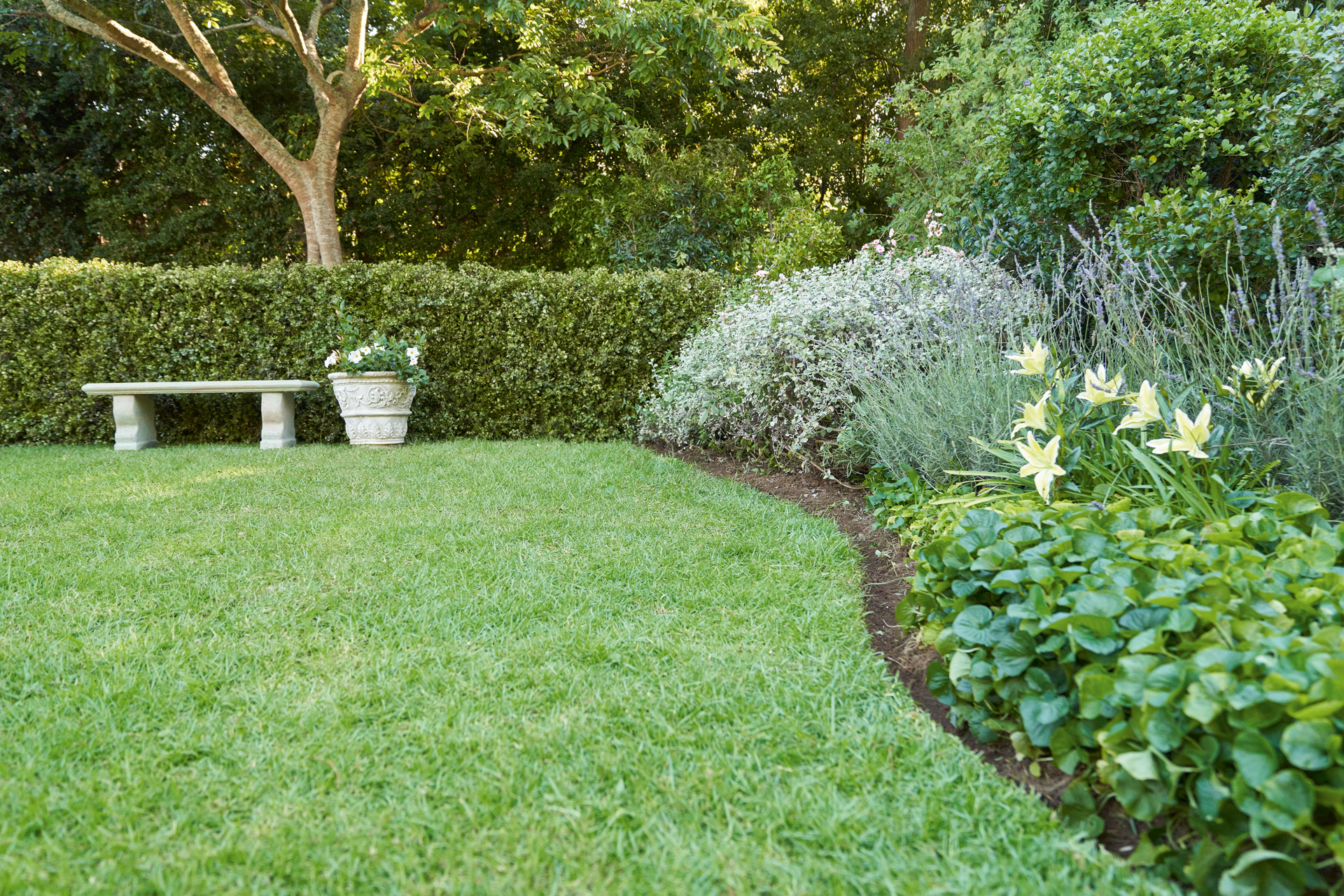 Curved English-style edged lawn in a garden