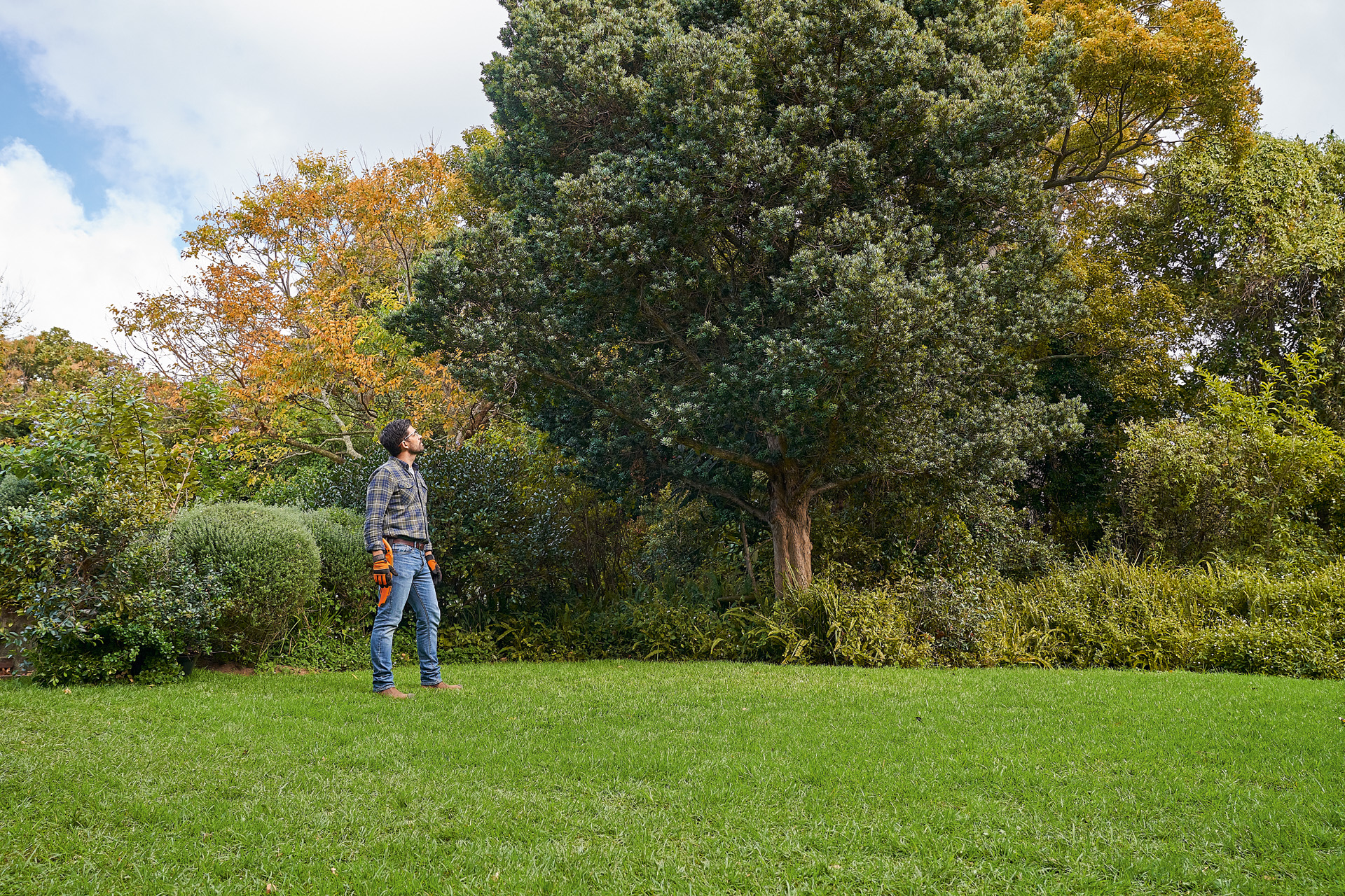 A man wearing STIHL protective gloves and a branch saw looking at a deciduous tree in the garden