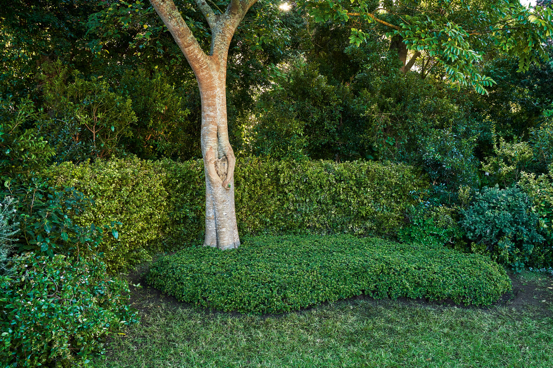 Ground cover at the foot of a tree with hedges and bushes in the background