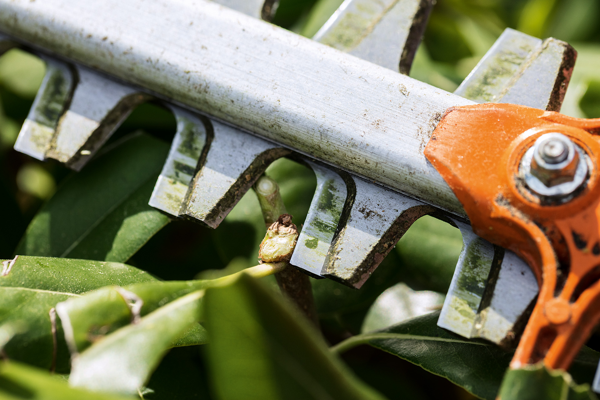 Close-up of hedge trimmer blades and a stem that they have just cut through